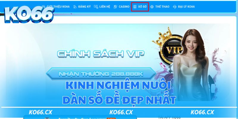 Kinh nghiệm nuôi dàn số đề đẹp nhất